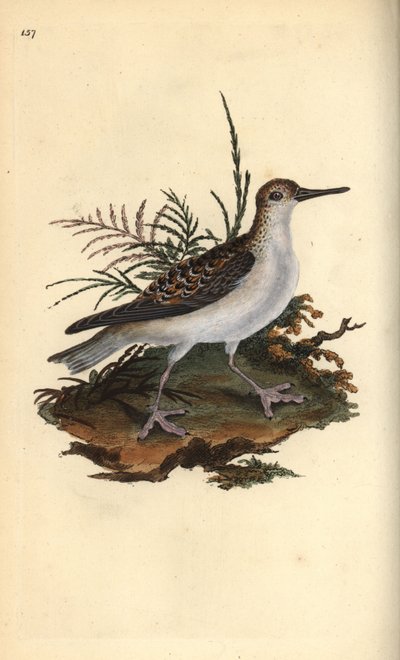 Falco di mare, Phalaropus fulicarius da Edward Donovan