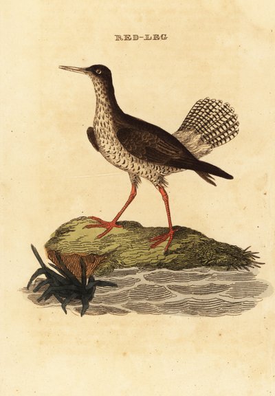 Pettegola, Tringa totanus da Edward Donovan