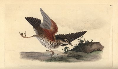 Cesena, Turdus iliacus da Edward Donovan