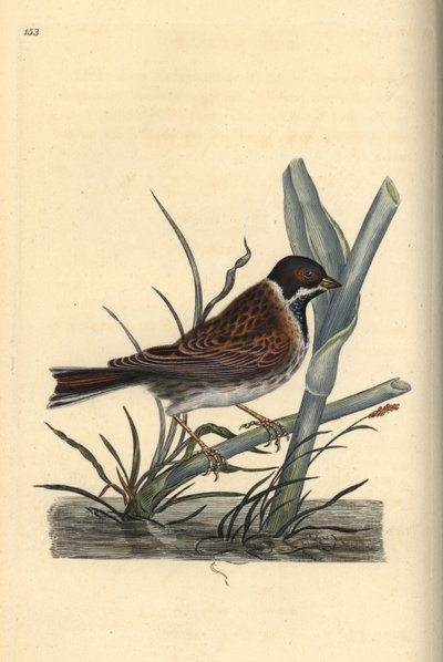 Emberiza schoeniculus da Edward Donovan