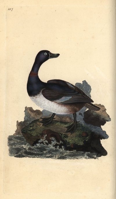 Moretta dal collare, Aythya collaris da Edward Donovan
