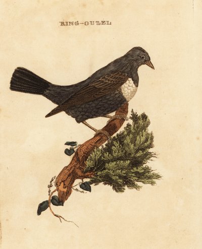 Merlo dal collare, Turdus torquatus da Edward Donovan