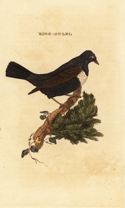 Merlo dal collare, Turdus torquatus da Edward Donovan