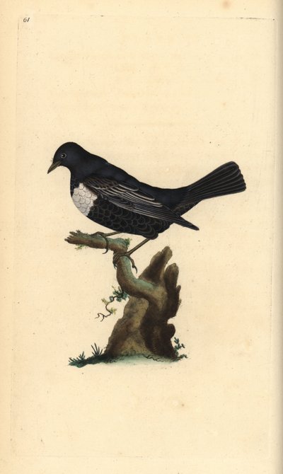 Merlo dal collare. Incisione a mano colorata a rame disegnata e incisa da Edward Donovan dal suo Natural History of British Birds, Londra da Edward Donovan