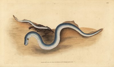 Lampreda di fiume, Lampetra fluviatilis (Lampern o lampreda minore, Petromyzon fluviatilis). Incisione a mano colorata disegnata e incisa da Edward Donovan dalla sua Storia Naturale dei Pesci Britannici, Donovan e F.C. e J. Rivington, Londra da Edward Donovan