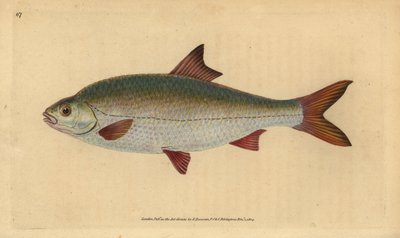 Rutilo, Rutilus rutilus (Cyprinus ritulus). Incisione su rame colorata a mano disegnata e incisa da Edward Donovan dalla sua Storia Naturale dei Pesci Britannici, Donovan e F.C. e J. Rivington, Londra da Edward Donovan