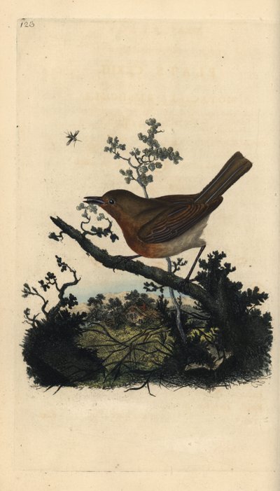 Pettirosso, Erithacus rubecula da Edward Donovan