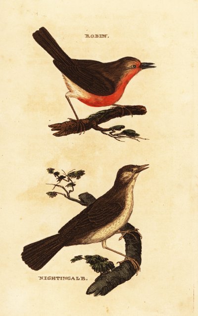Pettirosso, Erithacus rubecula, e usignolo, Luscinia megarhynchos da Edward Donovan