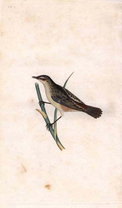 Cannaiola, Acrocephalus schoenobaenus. Incisione a rame di Edward Donovan, pubblicata in 