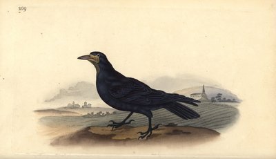 Corvo, Corvus frugilegus da Edward Donovan