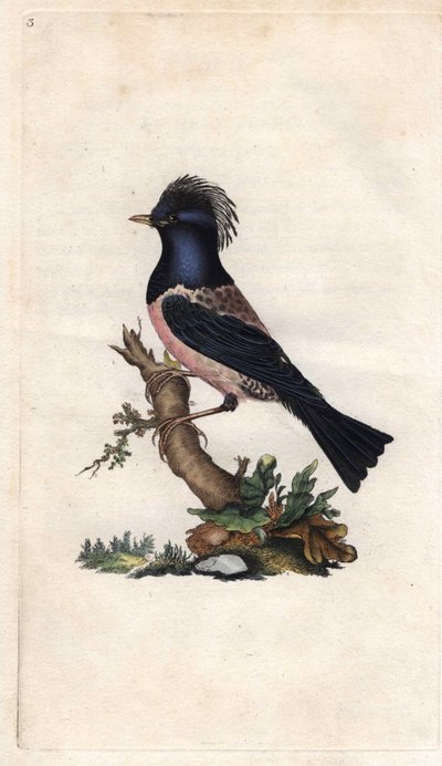 Sturnus roseus (Turdus roseus). Incisione su rame di Edward Donovan (1768-1837), pubblicata in Histoire naturelle des oiseaux britanniques, Londra da Edward Donovan