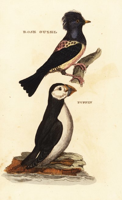 Storno roseo, Pastor roseus, e pulcinella di mare, Fratercula arctica da Edward Donovan