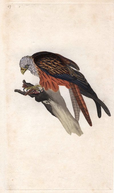 Nibbio reale, Milvus milvus da Edward Donovan