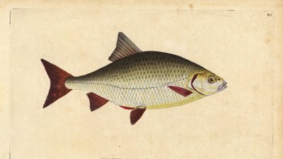 Scardola, Scardinius erythrophthalmus (Occhio rosso, Cyprinus erythrophthalmus). Rame inciso e colorato a mano disegnato e inciso da Edward Donovan dalla sua Storia Naturale dei Pesci Britannici, Donovan e F.C. e J. Rivington, Londra da Edward Donovan