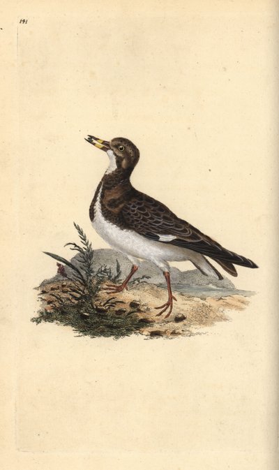 Voltapietre, Arenaria interpres da Edward Donovan