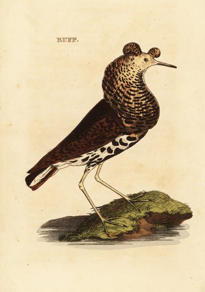 Combattente, maschio, Philomachus pugnax da Edward Donovan