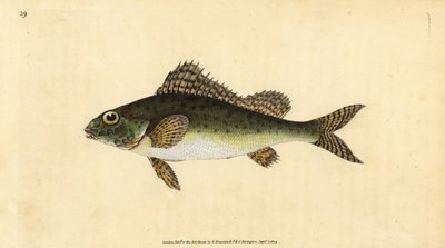 Persico, Gymnocephalus cernua da Edward Donovan