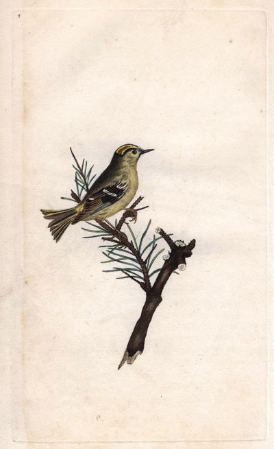 Regolo, Regulus regulus da Edward Donovan