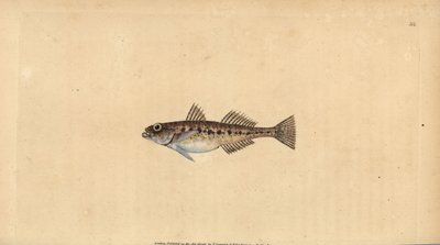 Pomatoschistus minutus (Gobius minutus). Incisione a mano colorata disegnata e incisa da Edward Donovan dal suo Natural History of British Fishes, Donovan e F.C. e J. Rivington, Londra da Edward Donovan