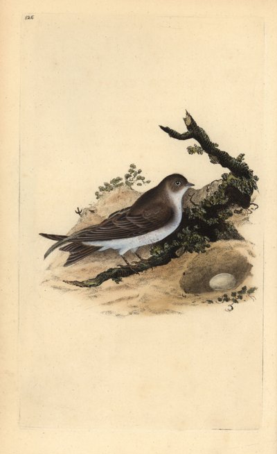 Balestruccio, Riparia riparia, con nido e uovo da Edward Donovan