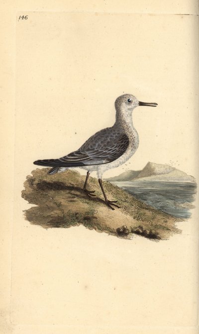 Piovanello tridattilo, Calidris alba. Incisione colorata a mano tratta da Edward Donovan dal suo Natural History of British Birds, Londra da Edward Donovan