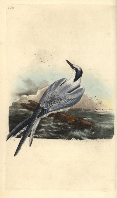 Sterna di Sandwich, Thalasseus sandvicensis. Incisione a mano colorata disegnata e incisa da Edward Donovan dal suo "Storia Naturale degli Uccelli Britannici", Londra da Edward Donovan