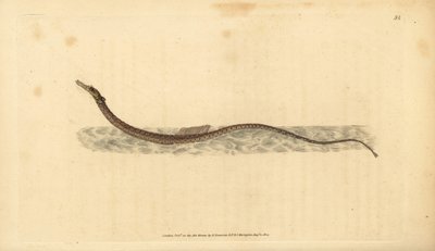 Pesce ago del Sargasso o pesce ago pelagico. Incisione a mano colorata disegnata e incisa da Edward Donovan dalla sua Storia Naturale dei Pesci Britannici, Donovan e F.C. e J. Rivington, Londra da Edward Donovan