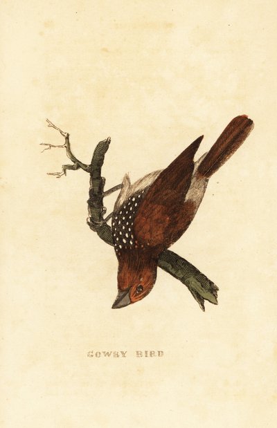 Munia squamosa o munia maculata, Lonchura punctulata da Edward Donovan