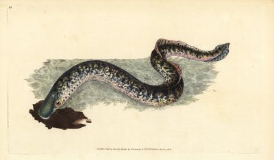 Lampreda di mare, Petromyzon marinus (Lampreda marina o maculata). Incisione a mano colorata disegnata e incisa da Edward Donovan dalla sua Storia Naturale dei Pesci Britannici, Donovan e F.C. e J. Rivington, Londra da Edward Donovan