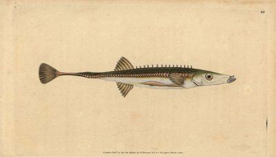 Spinarello di mare, Spinachia spinachia da Edward Donovan