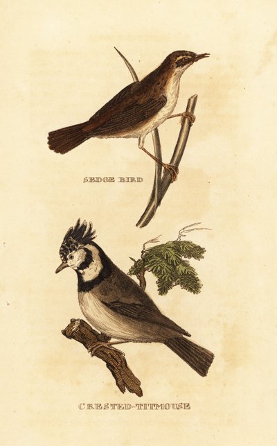 Cannaiola, Acrocephalus schoenobaenus, e cincia dal ciuffo, Lophophanes cristatus da Edward Donovan