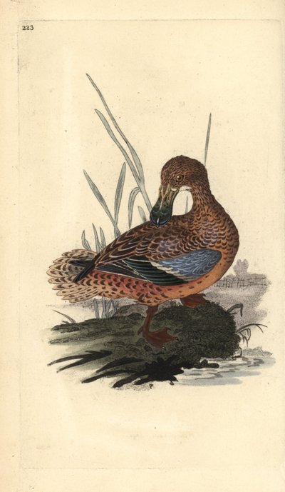 Anatra mestolone (femmina), Anas clypeata da Edward Donovan