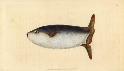 Pesce luna snello, Ranzania laevis (Pesce luna troncato, Tetrodon truncatus). Incisione a mano colorata disegnata e incisa da Edward Donovan dalla sua Storia Naturale dei Pesci Britannici, Donovan e F.C. e J. Rivington, Londra da Edward Donovan