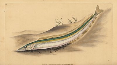Lanzardo piccolo, Ammodytes tobianus. Incisione a mano colorata disegnata e incisa da Edward Donovan dalla sua Storia Naturale dei Pesci Britannici, Donovan e F.C. e J. Rivington, Londra da Edward Donovan