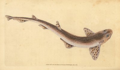 Gattuccio, Scyliorhinus canicula. Incisione a mano colorata disegnata e incisa da Edward Donovan dal suo 
