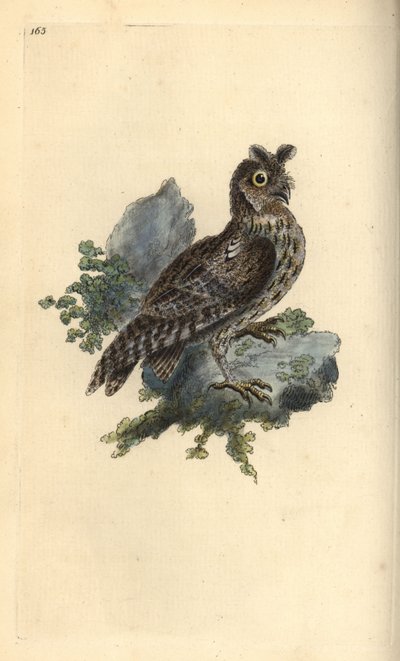 Gufo siberiano, Strix pulchella da Edward Donovan