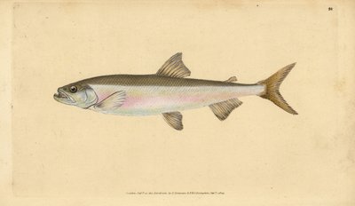 Eperlano, Osmerus eperlanus (Salmo eperlanus). Incisione a mano colorata disegnata e incisa da Edward Donovan dalla sua Storia Naturale dei Pesci Britannici, Donovan e F.C. e J. Rivington, Londra da Edward Donovan