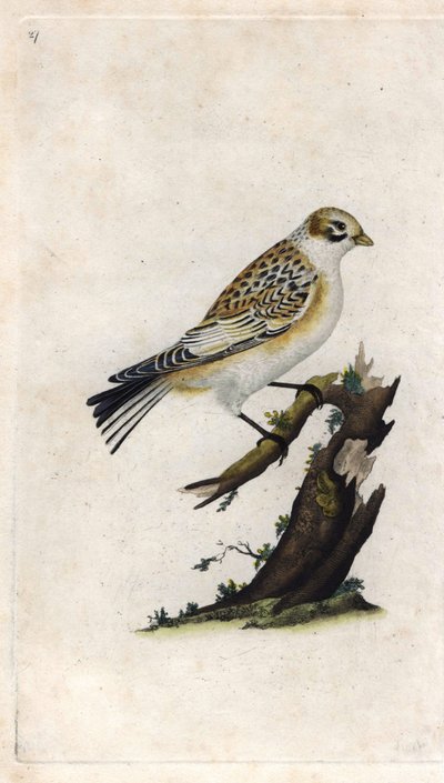 Passero delle nevi. Plectrophenax nivalis (Emberiza nivalis). Incisione di rame di Edward Donovan (1768-1837), pubblicata in Histoire naturelle des oiseaux britanniques, Londra da Edward Donovan