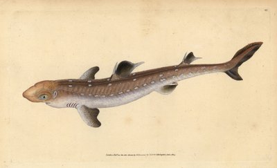 Spinarolo, Squalus acanthias da Edward Donovan