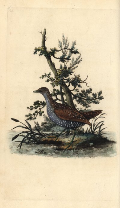 Schiribilla, Porzana porzana da Edward Donovan