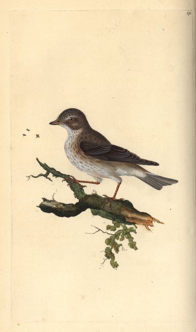 Balia nera, Muscicapa striata da Edward Donovan