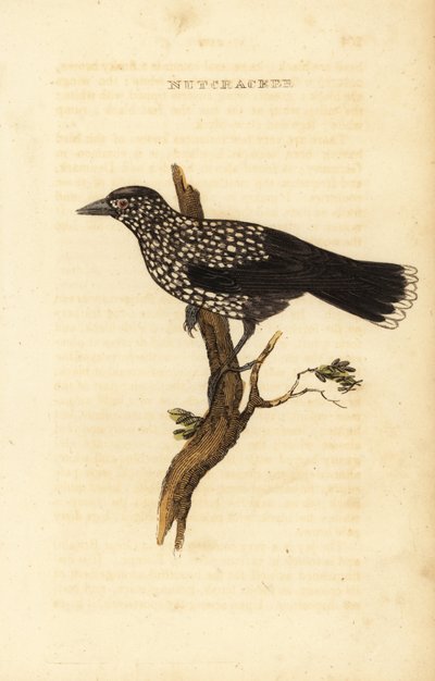 Nocciolaia maculata, Nucifraga caryocatactes da Edward Donovan