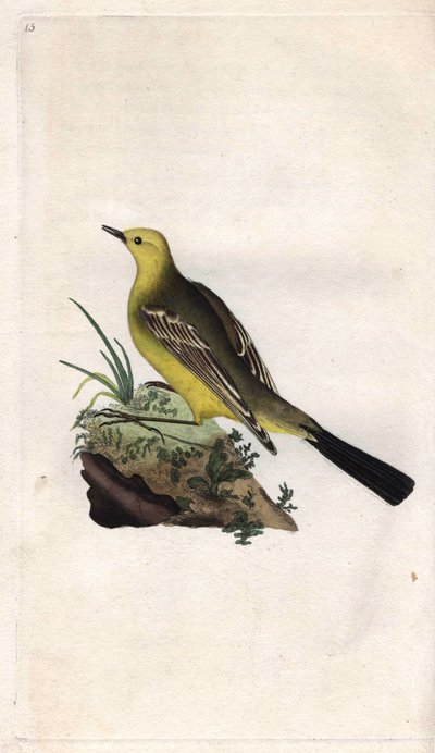 Ballerina gialla. Motacilla flava da Edward Donovan