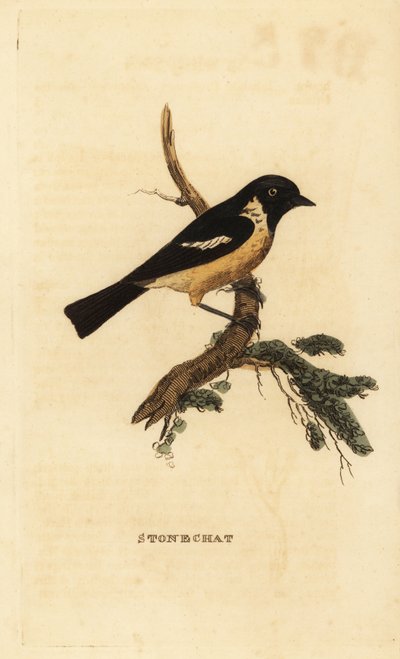 Saltimpalo, Saxicola rubicola da Edward Donovan
