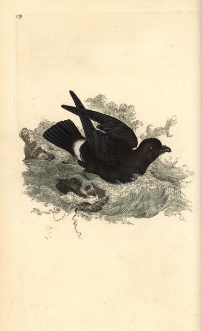 Uccello delle tempeste, Hydrobates pelagicus da Edward Donovan