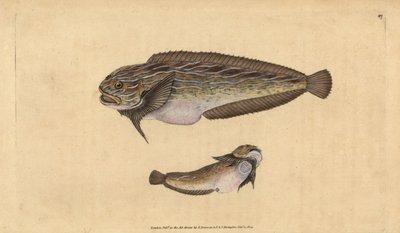 Pesce lumaca striato, Liparis liparis liparis da Edward Donovan