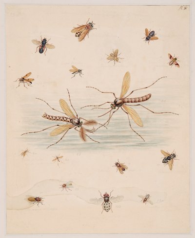 Studi di animali invertebrati, Volume II da Edward Donovan