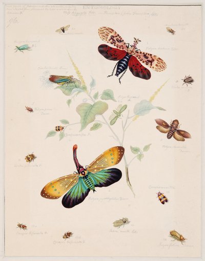 Studi sugli animali invertebrati, Volume II da Edward Donovan
