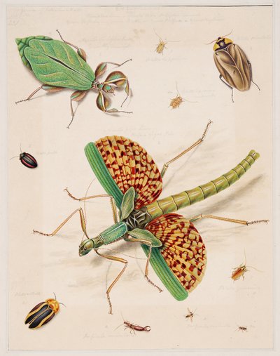 Studi sugli animali invertebrati, Volume II da Edward Donovan