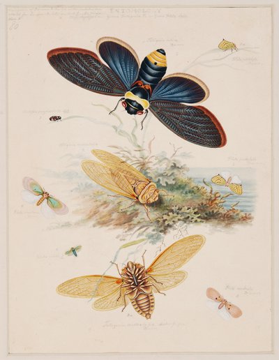 Studi di animali invertebrati, Volume II da Edward Donovan